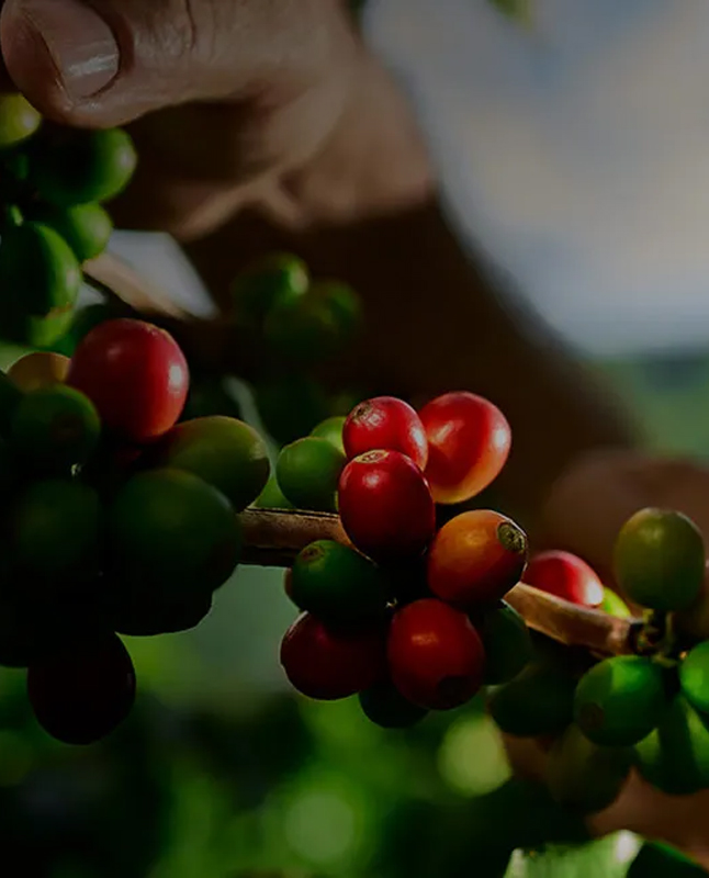 BE-Palmoil